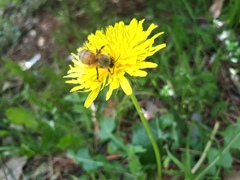 Apis mellifera