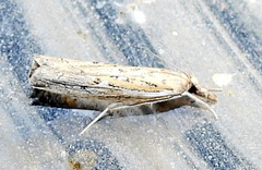 Fissicrambus quadrinotellus