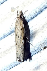Fissicrambus quadrinotellus