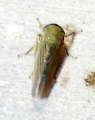 Limotettix