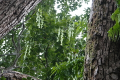 Cedrelinga cateniformis