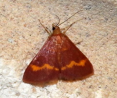 Pyrausta pseuderosnealis
