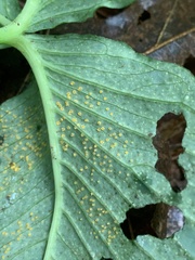 Uromyces ari-triphylli