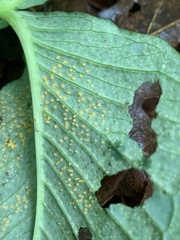 Uromyces ari-triphylli