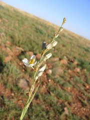 Chlorophytum cooperi