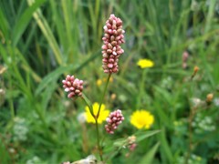 Persicaria maculosa