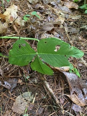 Uromyces ari-triphylli