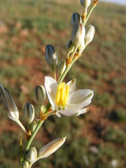 Chlorophytum cooperi