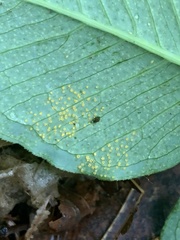 Uromyces ari-triphylli