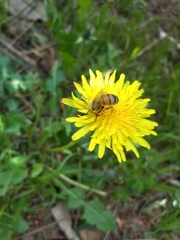 Apis mellifera