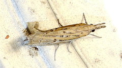 Fissicrambus quadrinotellus