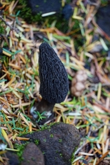 Morchella tomentosa