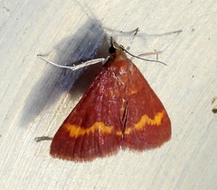 Pyrausta pseuderosnealis