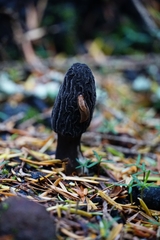 Morchella tomentosa
