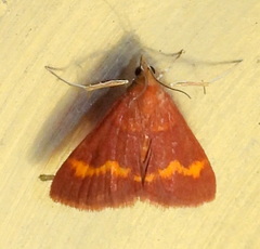 Pyrausta pseuderosnealis