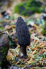 Morchella tomentosa