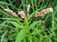 Persicaria maculosa
