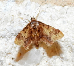 Idaea furciferata