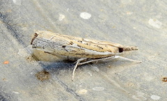 Fissicrambus quadrinotellus