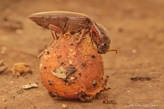 Elaterini