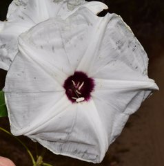 Ipomoea wolcottiana
