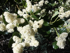 Ceanothus velutinus