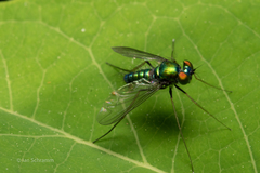 Condylostylus comatus
