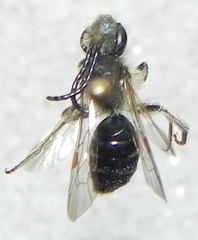 Andrena forbesii