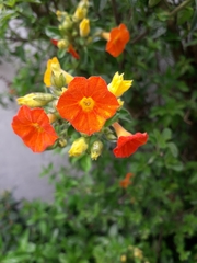 Streptosolen