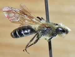 Andrena forbesii