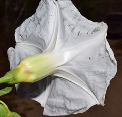 Ipomoea wolcottiana