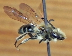 Andrena forbesii