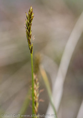 Carex anthoxanthea
