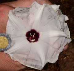 Ipomoea wolcottiana