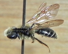 Andrena forbesii