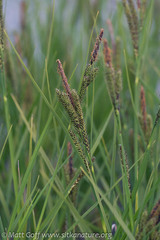 Carex kelloggii