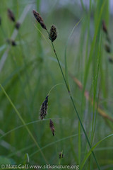 Carex macrochaeta