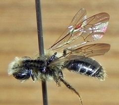 Andrena forbesii