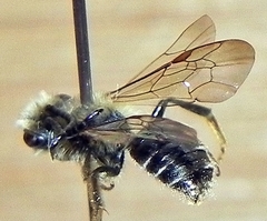Andrena forbesii