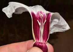 Ipomoea wolcottiana