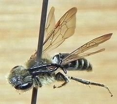 Andrena forbesii