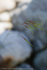 Poa stenantha