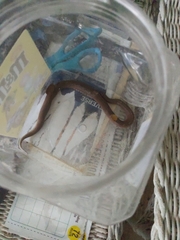 Virginia valeriae elegans