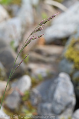 Poa stenantha