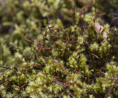 Racomitrium ericoides
