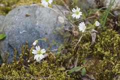 Cerastium beeringianum
