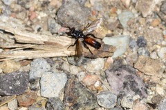 Cylindromyia