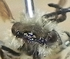 Andrena forbesii