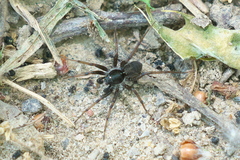 Pardosa moesta