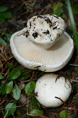 Hygrophorus ponderatus